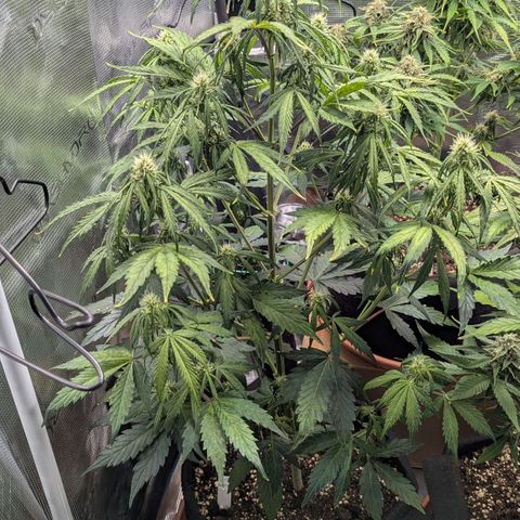 GOAT'lato growlog timeline photo