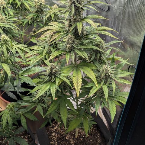 Orion growlog timeline photo
