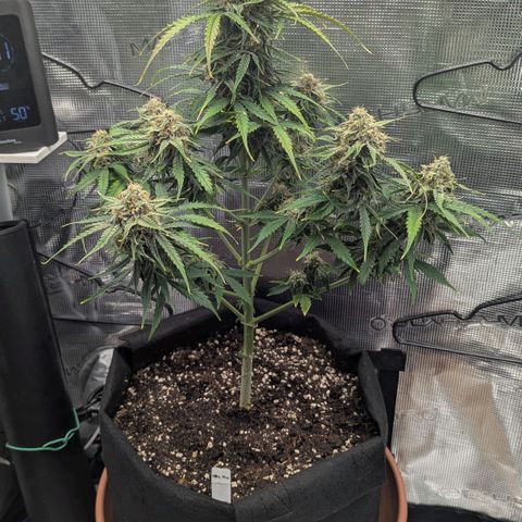 Milky Way growlog timeline photo