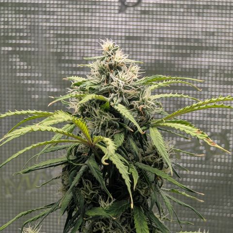 GOAT'lato growlog timeline photo