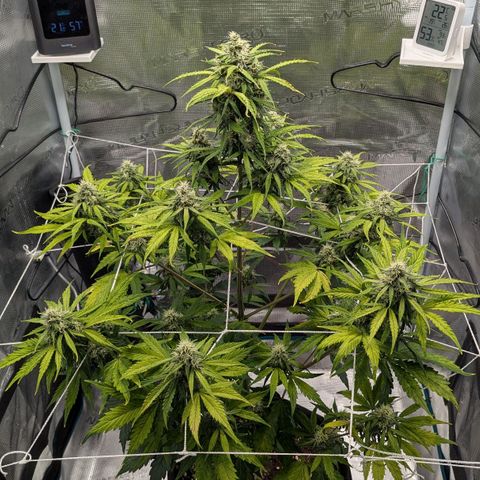 GOAT'lato growlog timeline photo