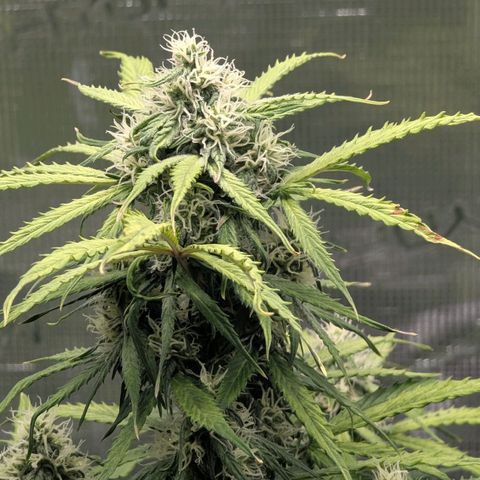GOAT'lato growlog timeline photo
