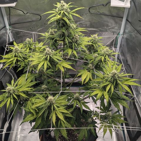GOAT'lato growlog timeline photo