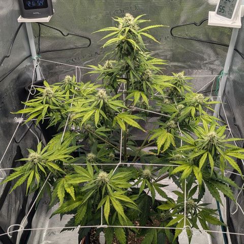 GOAT'lato growlog timeline photo