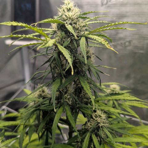 GOAT'lato growlog timeline photo