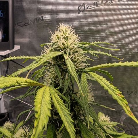 GOAT'lato growlog timeline photo