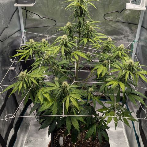 GOAT'lato growlog timeline photo