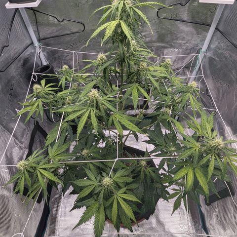 GOAT'lato growlog timeline photo