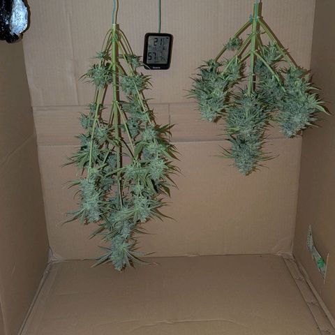 Milky Way growlog timeline photo