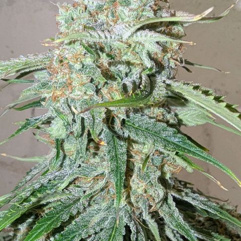 Milky Way growlog timeline photo