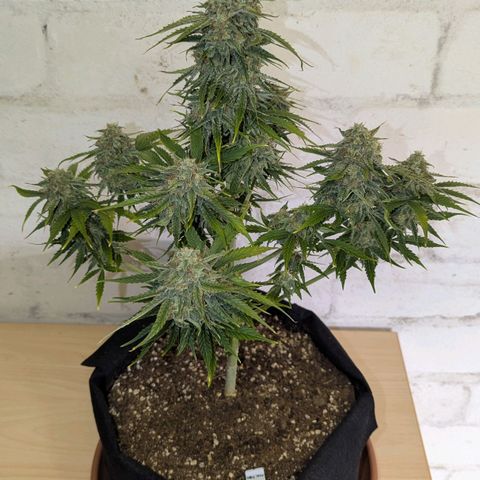 Milky Way growlog timeline photo