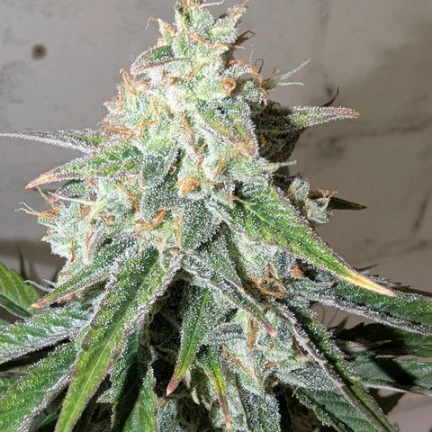Orion growlog timeline photo