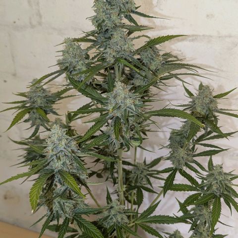 Orion growlog timeline photo