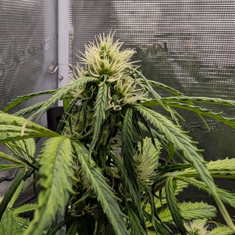 GOAT'lato growlog timeline photo