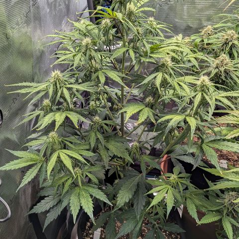 GOAT'lato growlog timeline photo