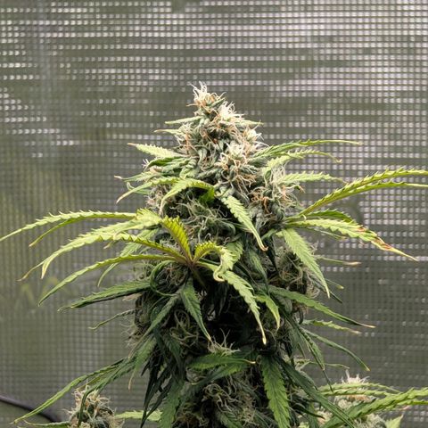 GOAT'lato growlog timeline photo