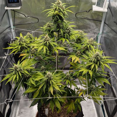 GOAT'lato growlog timeline photo