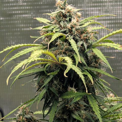 GOAT'lato growlog timeline photo