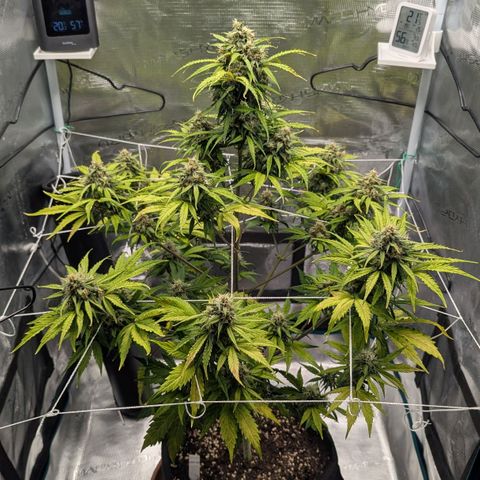 GOAT'lato growlog timeline photo