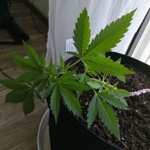 Cherry Pie Auto  growlog timeline photo