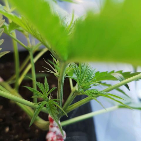 Cherry Pie Auto  growlog photo: Blüten fangen an, sich zu entwickeln 