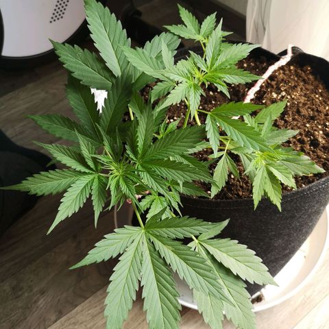 Cherry Pie Auto  growlog photo: Bisher fast ausschließlich Fenster und Kunstlicht - wenig Sonne