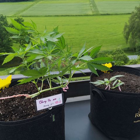 Cherry Pie Auto  growlog photo: Heute mal ein bisschen echtes Wetter - Sonne und Wind 😎