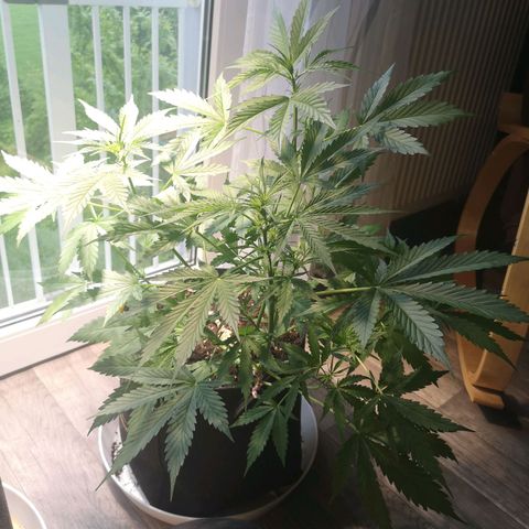 Cherry Pie Auto  growlog timeline photo