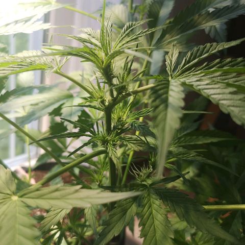 Cherry Pie Auto  growlog timeline photo