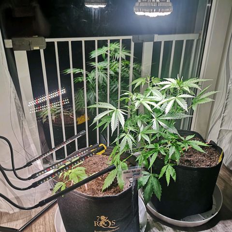 Cherry Pie Auto  growlog photo: Neues Lämpchen aufgehängt - 35W Vollspektrum