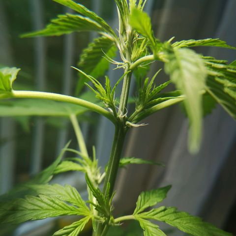 Cherry Pie Auto  growlog timeline photo