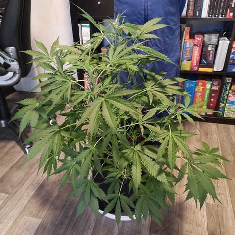 Cherry Pie Auto  growlog timeline photo