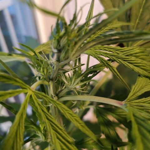 Cherry Pie Auto  growlog timeline photo