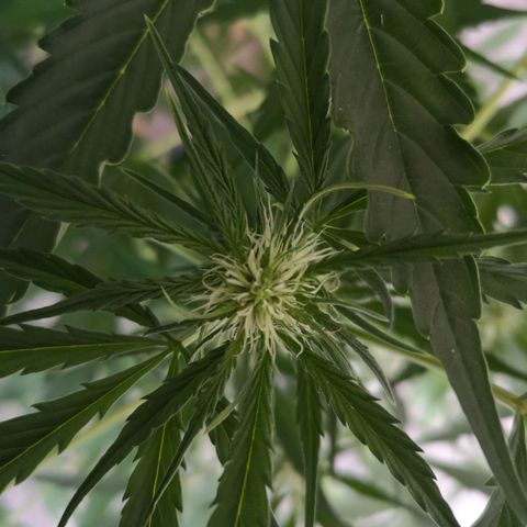 Cherry Pie Auto  growlog timeline photo