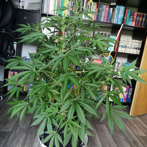 Cherry Pie Auto  growlog timeline photo