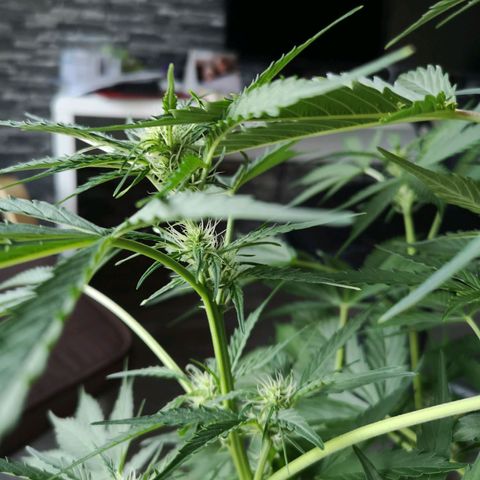 Cherry Pie Auto  growlog timeline photo