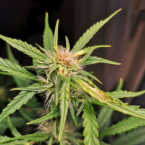 Cherry Pie Auto  growlog photo: 5cm unter der Lampe wird's offensichtlich echt zu heiß 🥵