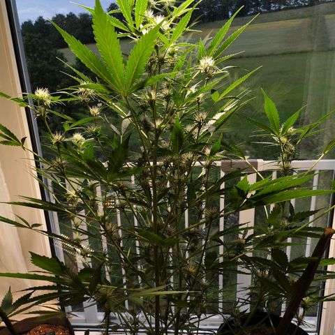 Cherry Pie Auto  growlog timeline photo