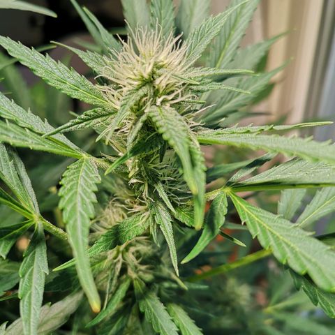 Cherry Pie Auto  growlog timeline photo