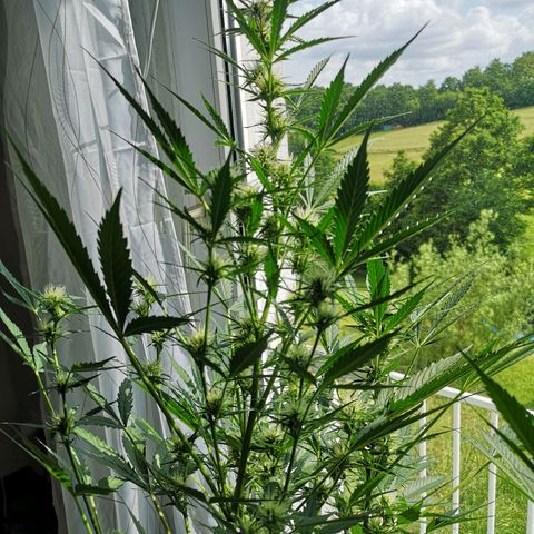 Cherry Pie Auto  growlog timeline photo