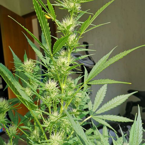 Cherry Pie Auto  growlog timeline photo