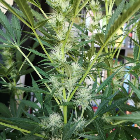 Cherry Pie Auto  growlog timeline photo