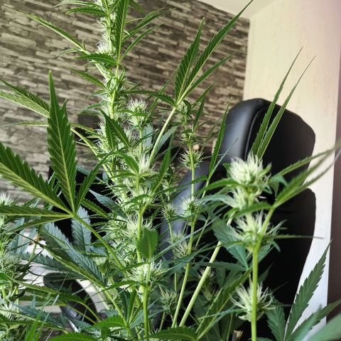 Cherry Pie Auto  growlog timeline photo