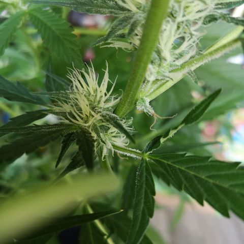 Cherry Pie Auto  growlog photo: Allererste Narben färben sich orange