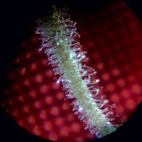 Cherry Pie Auto  growlog photo: Leider ist eine Narbe abgebrochen - aber gut - mikroskopieren geübt 😅