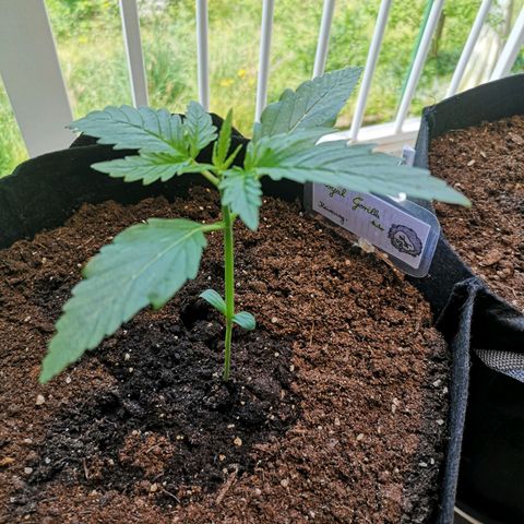 Royal Gorilla Auto growlog timeline photo