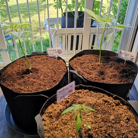 Royal Gorilla Auto growlog photo: Gestern Erde aufgefüllt, heute mal unter die große Lampe gestellt