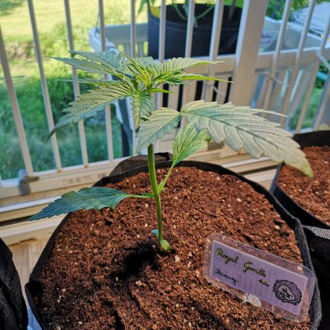 Royal Gorilla Auto growlog photo: Gestern Erde aufgefüllt, heute mal unter die große Lampe gestellt
