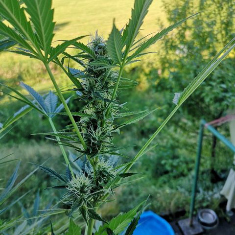 Cherry Pie Auto  growlog photo: Mal sehen, ob sich die Idee als gut heraus stellt 🙈