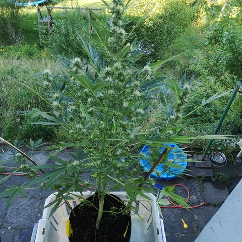 Cherry Pie Auto  growlog photo: Mal sehen, ob sich die Idee als gut heraus stellt 🙈